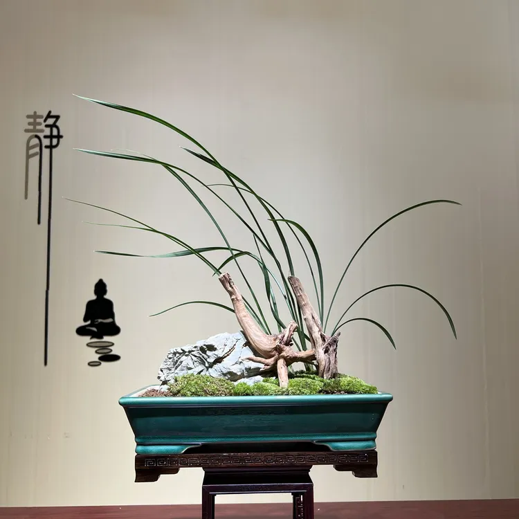 精选春兰【龙字】书房客厅精品绿植四方一物稀有名贵兰花盆栽兰花草