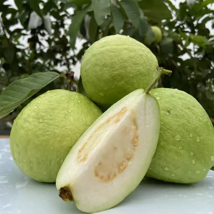 雷州茂莲芭乐番石榴脆甜珍珠白心果园现摘现发新鲜发货 