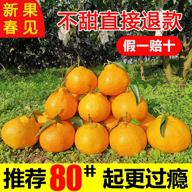 四川蒲江春见耙耙柑粑粑柑趴趴柑爬爬柑一级大果新鲜现摘先发包邮