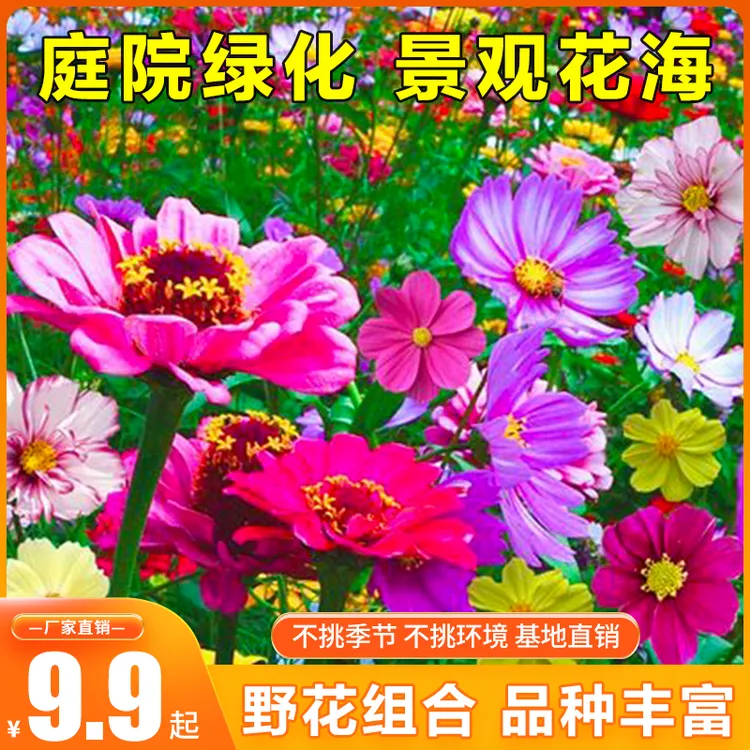 【花草组合】野花组合种子庭院阳台盆栽地栽四季易活花籽夏季耐热