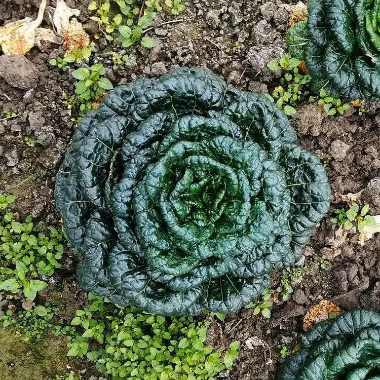 黑心乌菜籽黑塌菜耐寒秋冬蔬菜种孑黑叶白菜种子农家庭院蔬菜种籽