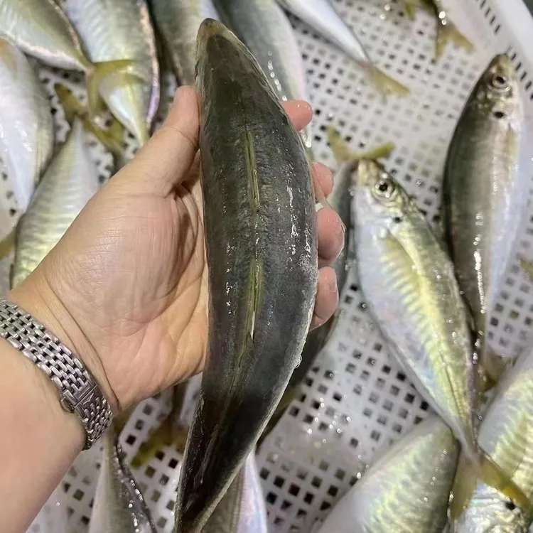 福建东山岛土豪巴浪鱼特产养殖巴浪鱼自家养殖速冻发货4-5两规格