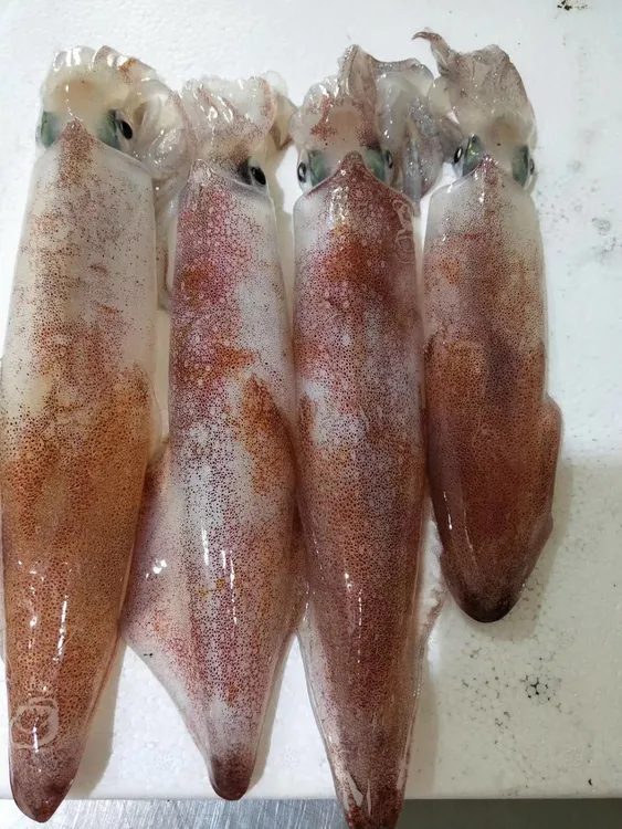 东山岛海钓鱿鱼生鲜特挑母鱿带籽带膏海兔每条250克-350克灯光