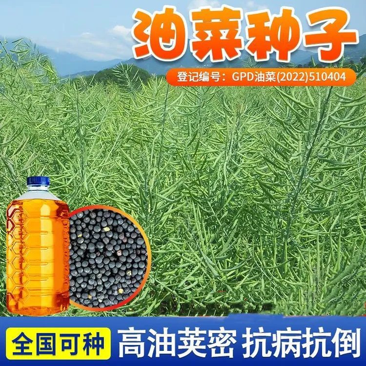 德5油778花黄籽大田油菜种抗病抗倒优质高油率高产油菜籽出油高DR