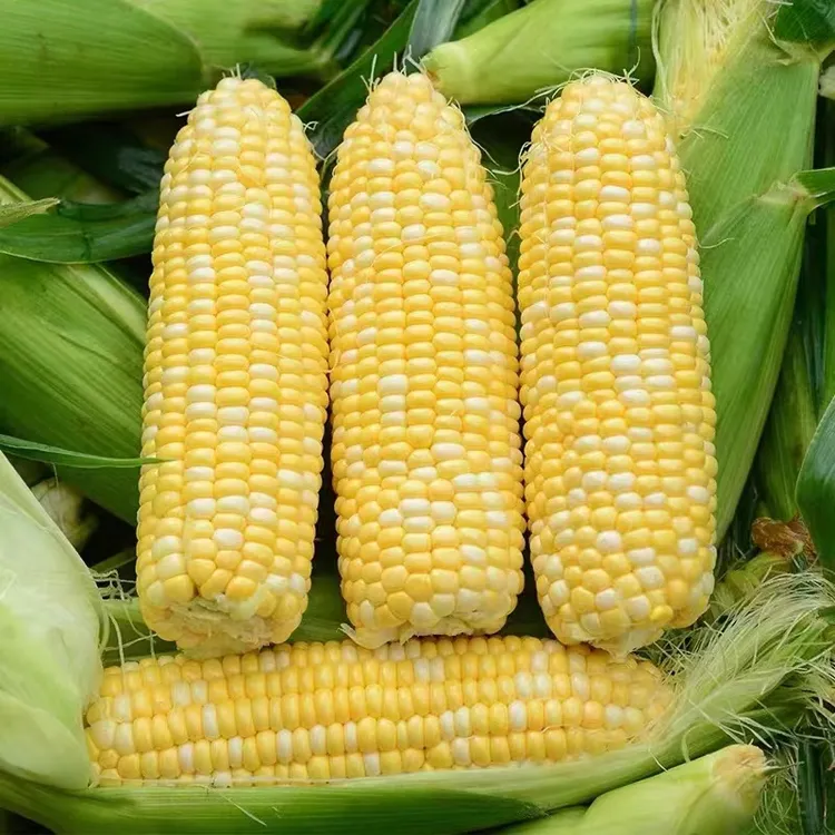 双色水果玉米种子粤鲜糯6号早熟薄皮无渣生食春秋两季国审品种