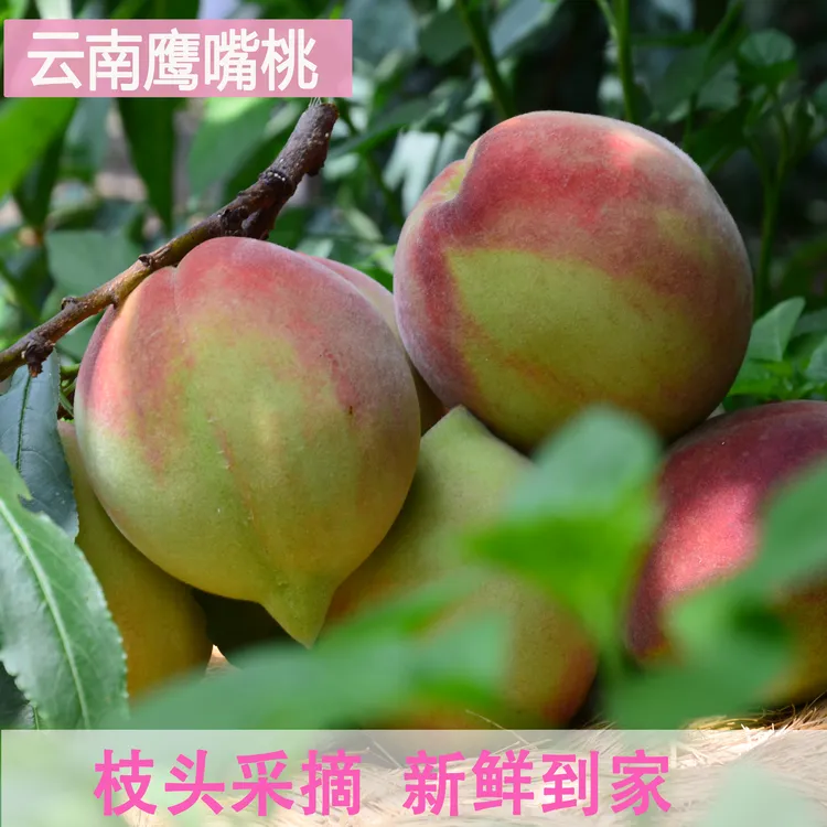 云南高山鹰嘴蜜桃 新鲜采摘香甜脆桃水果 现摘冷链发货 3-9斤装