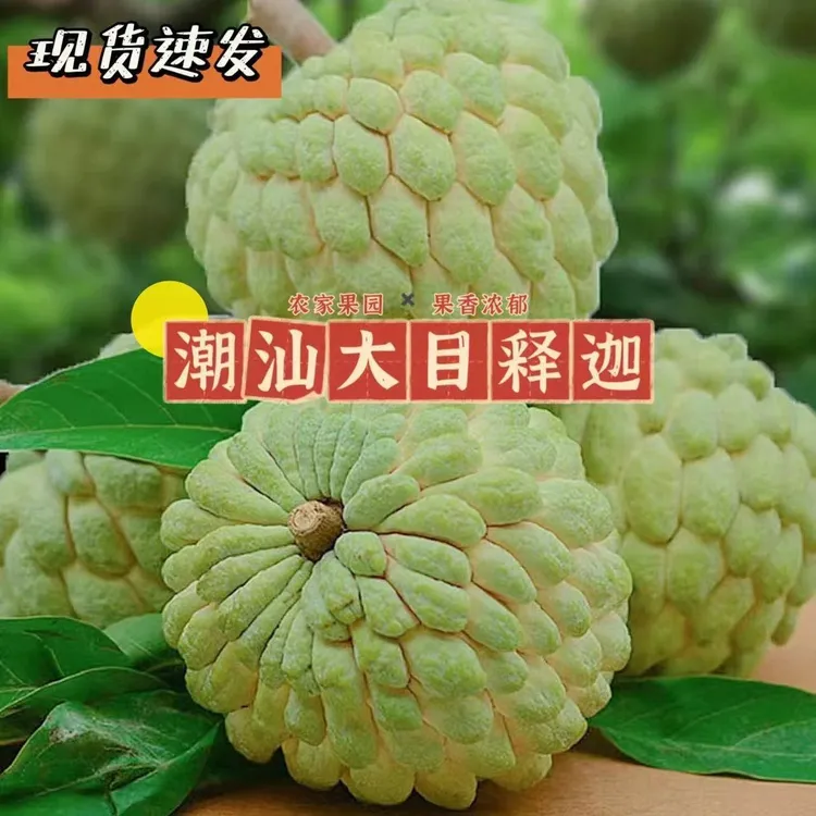 【软糯香甜】潮汕大目释迦果樟林本地林檎果牛奶释迦番荔枝新鲜水果