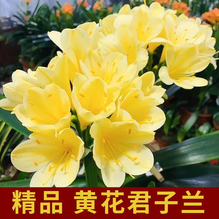 2棵2叶黄花君子兰小苗庭院风雨长寿植物养花