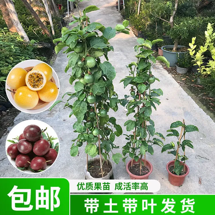 蜂蜜味纯甜9号黄金百香果苗四季结果大果纯甜庭院种植