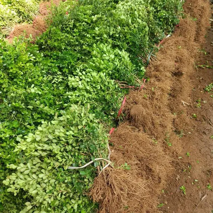 小叶黄杨瓜子苗庭院绿篱树苗黄杨球苗独杆黄杨树苗大叶黄杨冬青苗