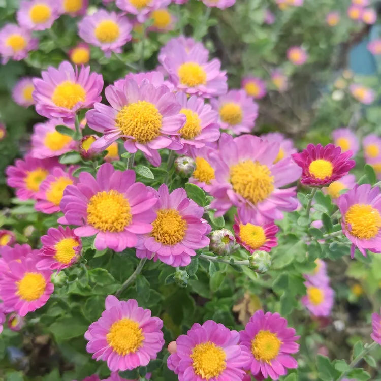 盆景菊花王黄虎小町樱野知白峰辻之柳日向锦北斗神代山代八重等