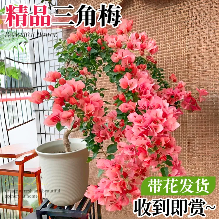 稀有品三角梅四季开花绿红樱不甜西瓜大苗带花苞盆栽花卉好养植物