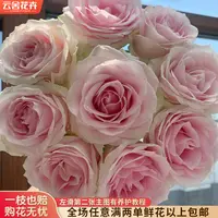 【云舍花卉】【粉红雪山】单头玫瑰粉色高品质玫瑰两单以上包邮