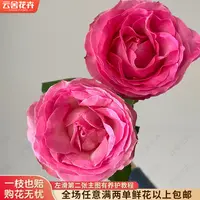 【方德中小型花苞】【嘉荷】【糖果雪山】单头玫瑰【不保水】
