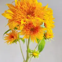 【花千氧】【复古色系】泰迪向日葵云南基地鲜花水养插花拍照教师节