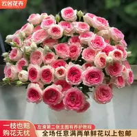 【云舍花卉】【午夜魔法】多头玫瑰 全场任意满两单及以上鲜花包邮