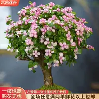 【云舍花卉】【棒棒糖金枝玉叶】多肉盆栽【带盆】任意品种凑满两单包邮