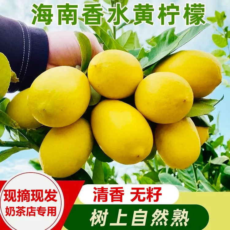 海南无籽香水黄柠檬农家果园种植现摘现发新鲜树上熟香柠檬