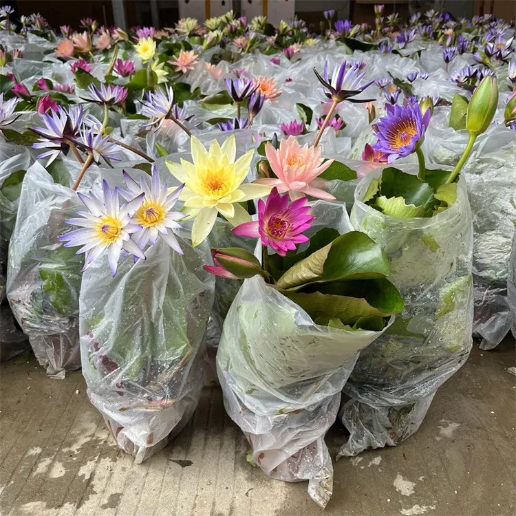 睡莲盆栽碗莲香水睡莲苗带花苞四季开花不断庭院鱼池水生水培植物