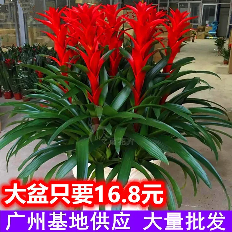 鸿运当头盆栽室内客厅喜庆植物前台花卉年宵花四季开花招财植物