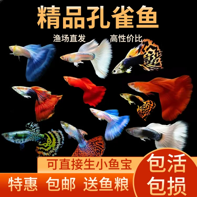 精品孔雀鱼大全家福观赏鱼20条送4备损2-3cm纯种好养耐活繁殖凤尾