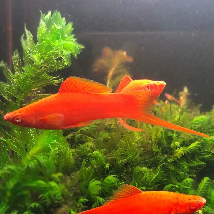 精品红剑鱼大号红箭胎生热带淡水观赏鱼剑尾全红血红