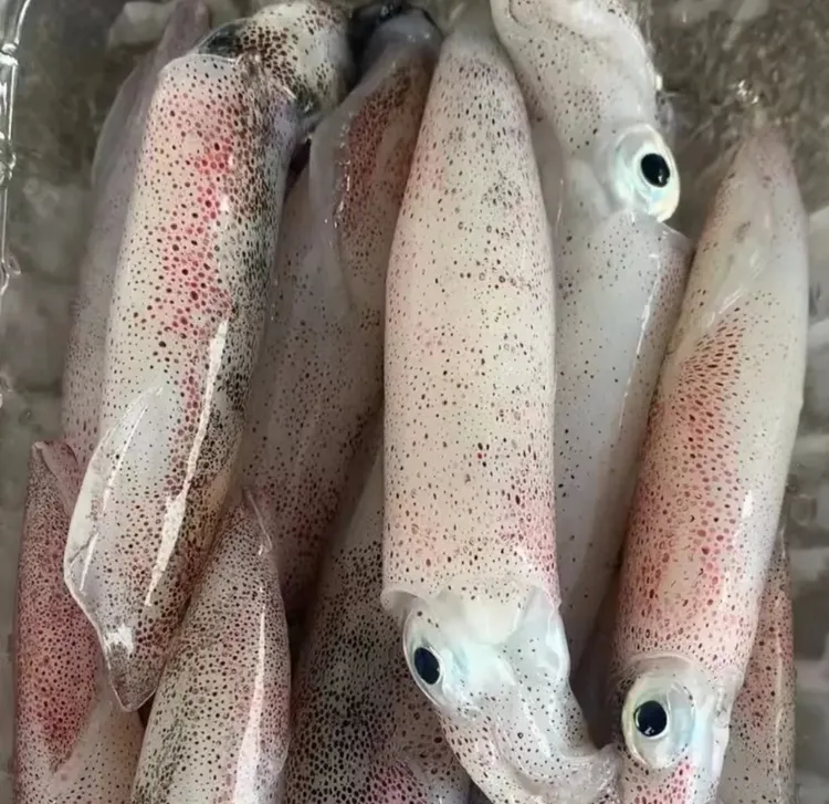 4斤 海兔（笔管鱼 ）新鲜海捕  500g/包 连云港发货