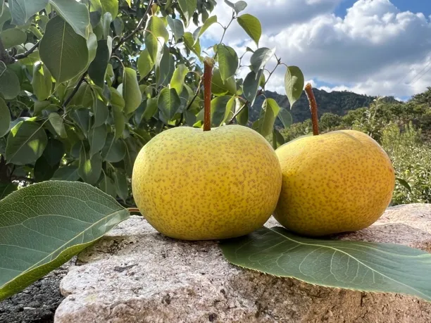 青龙酸梨 安梨 东北酸梨 老树农家自产酸梨 爱吃酸的水果
