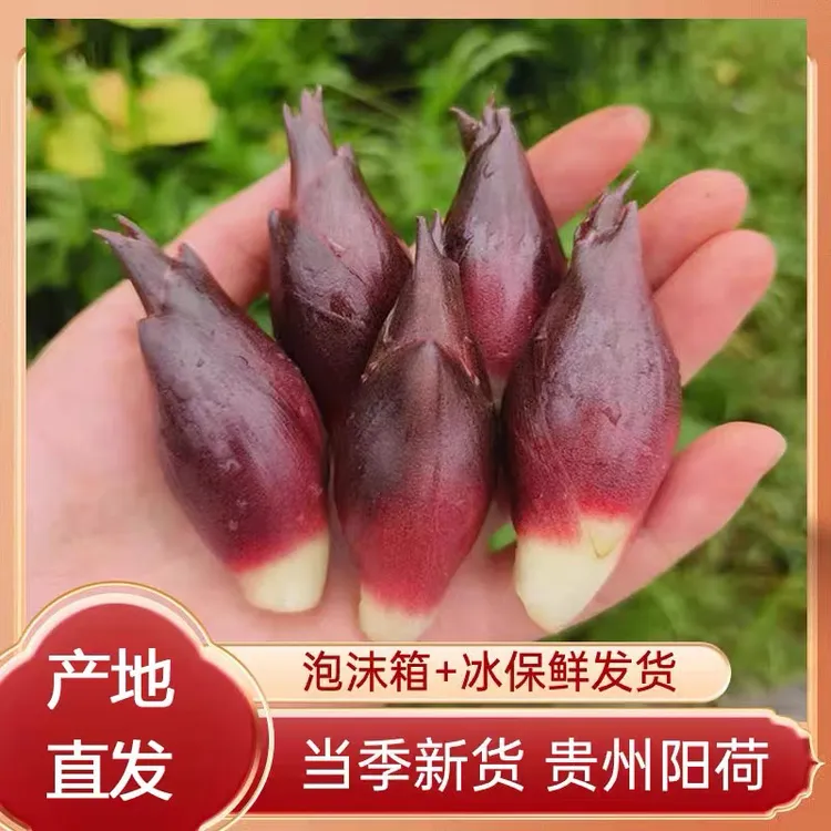 贵州洋荷姜新鲜野生阳荷杨荷贵州特产农家美味泥现摘鲜嫩0.5-4斤