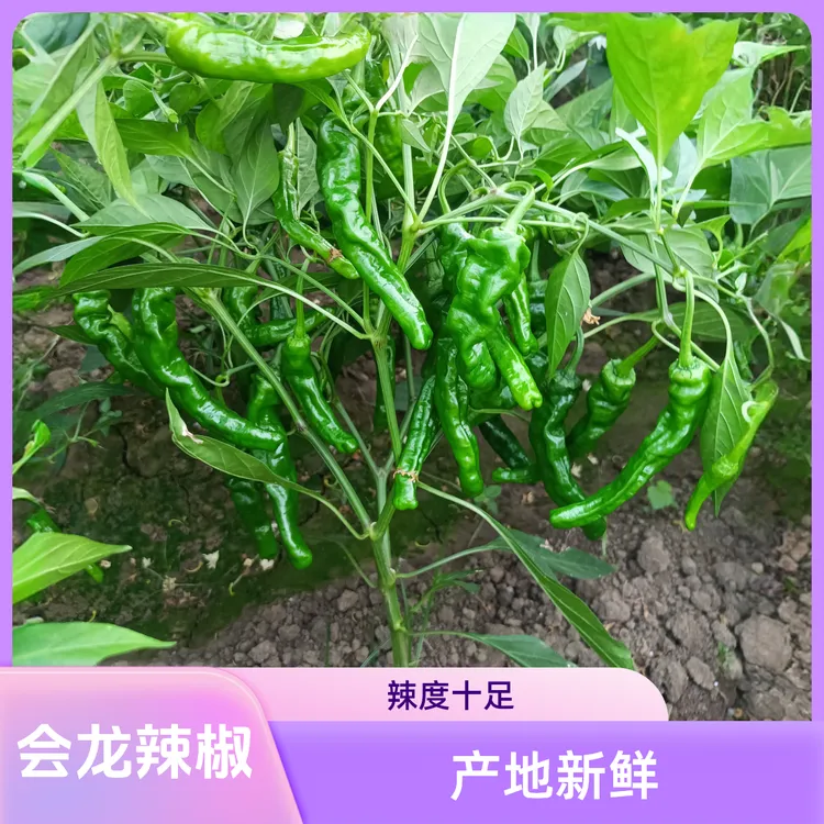 特辣香辣小皱皮辣椒小螺丝辣椒土辣椒3斤5斤农家