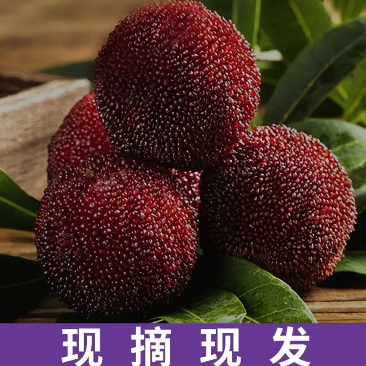 自然手工新鲜采摘仙居杨梅高品质东魁杨梅净重6台州仙居东魁杨梅