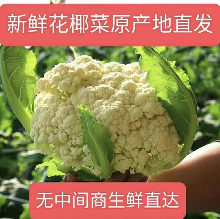 河南露天种植散花菜【松花菜】4斤装包邮
