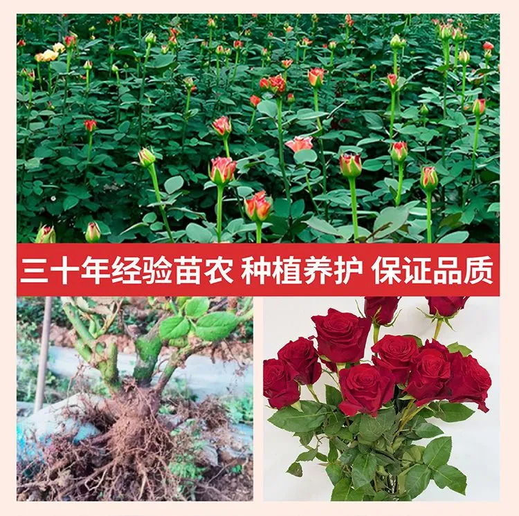 月季多色玫瑰老桩花苗四季开花阳台庭院观赏耐寒耐旱美观造型园艺