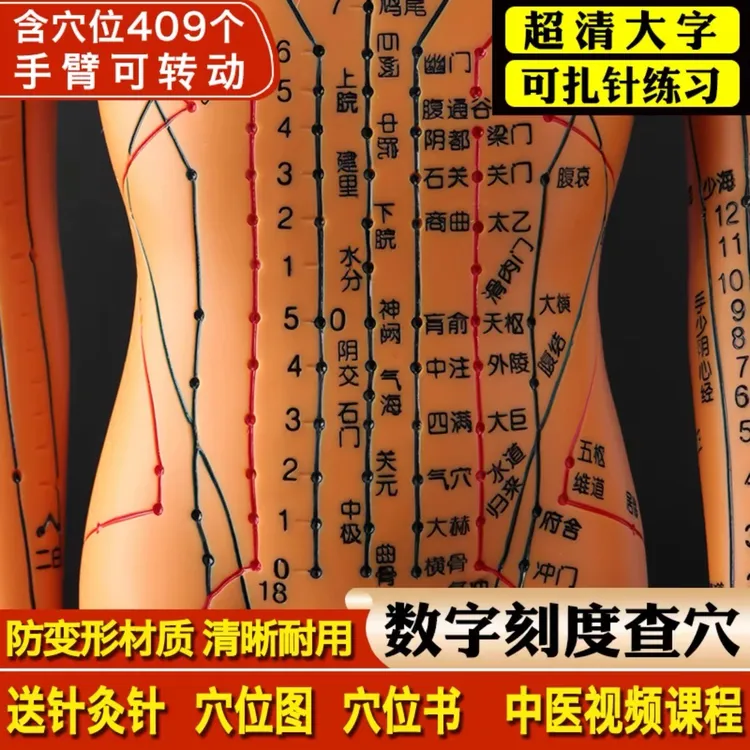 刻字超高清晰人体穴位模型针灸按摩教学模型铜色白色男女经络模型