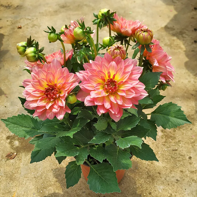 大丽花盆栽带花苞四季开花阳台庭院好养花卉多年生矮化小丽菊花苗