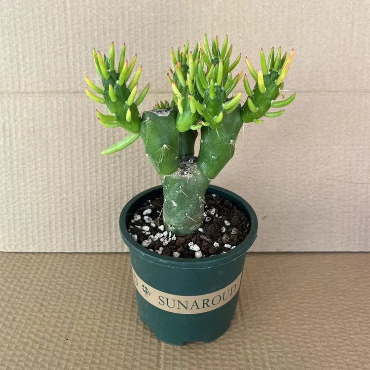 沙漠将军 狼牙棒 仙人柱盆栽 将军棒 将军柱办公室桌面绿植易养活