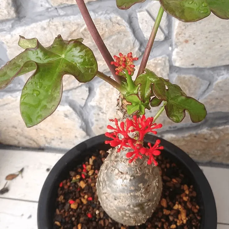 佛肚海棠盆栽大肚块根植物办公室阳台庭院懒人好养绿植花卉好养花