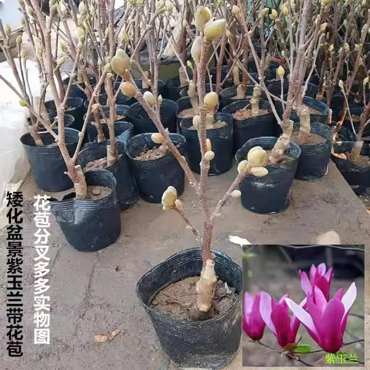 矮化玉兰花树苗带花苞当年开花耐寒嫁接紫玉兰室内盆栽四季种植