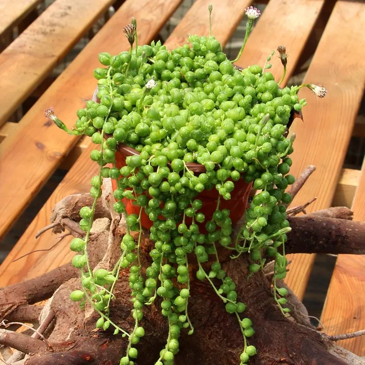 佛珠吊兰盆栽垂吊植物珍珠吊兰室内情人泪多肉植物紫玄月植物好养