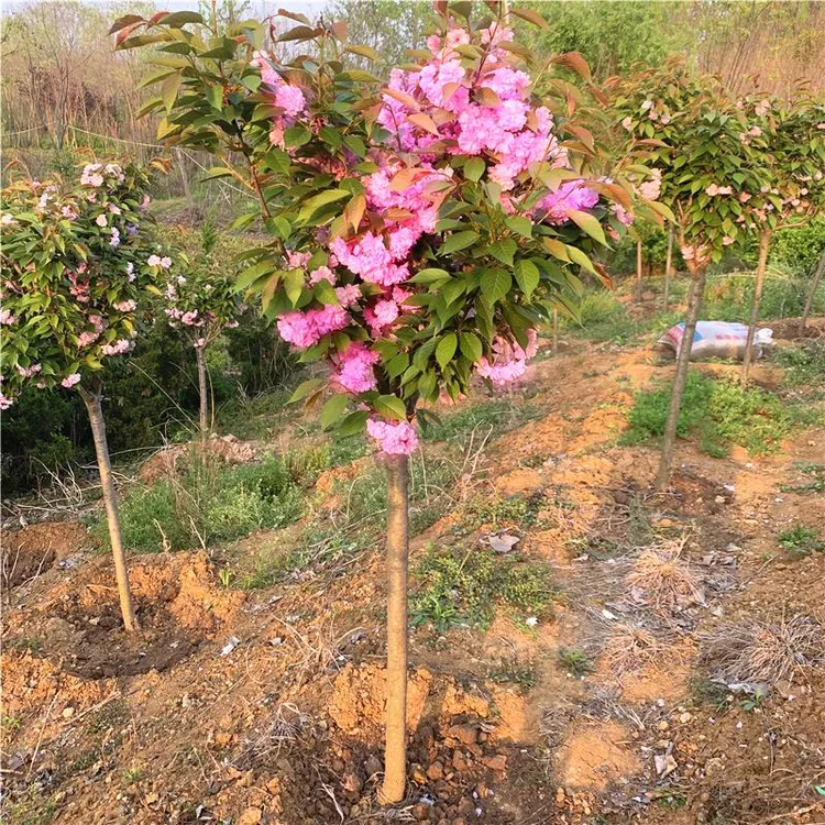 重瓣樱花树苗盆栽阳台庭院耐寒花卉绿植物高杆晚樱花园种植风景树
