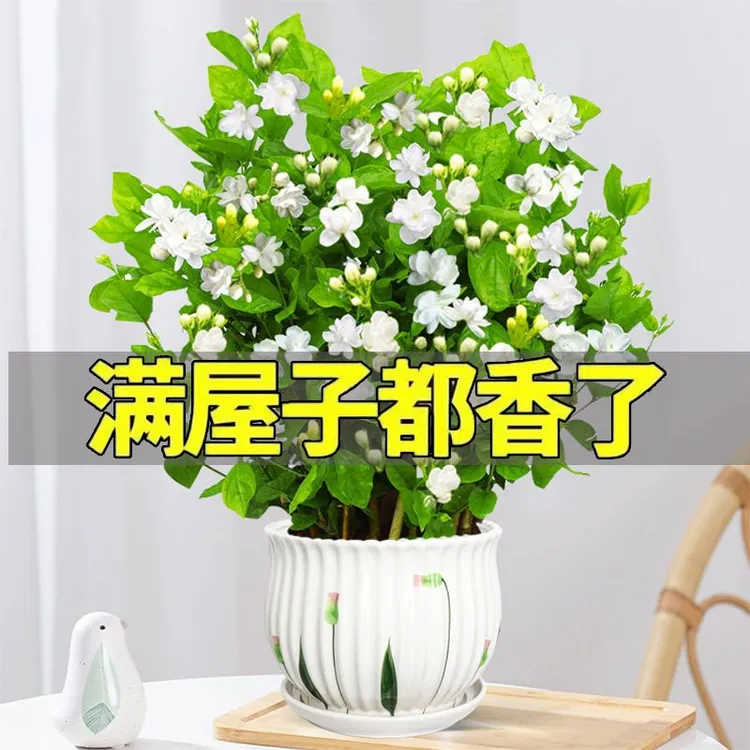 【带花苞】重瓣香水茉莉花盆栽花卉修剪四季开花耐热植物好养易活