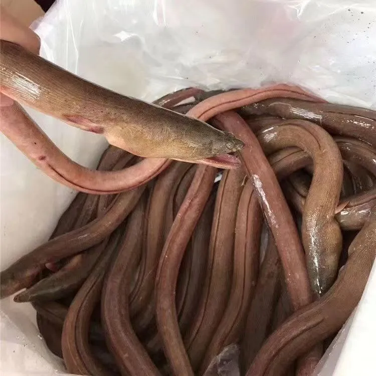 东山岛海鲜活冻冷冻杜龙土龙鳗鱼硬骨鳗大鳗鱼青鳗豆齿鳗炖汤