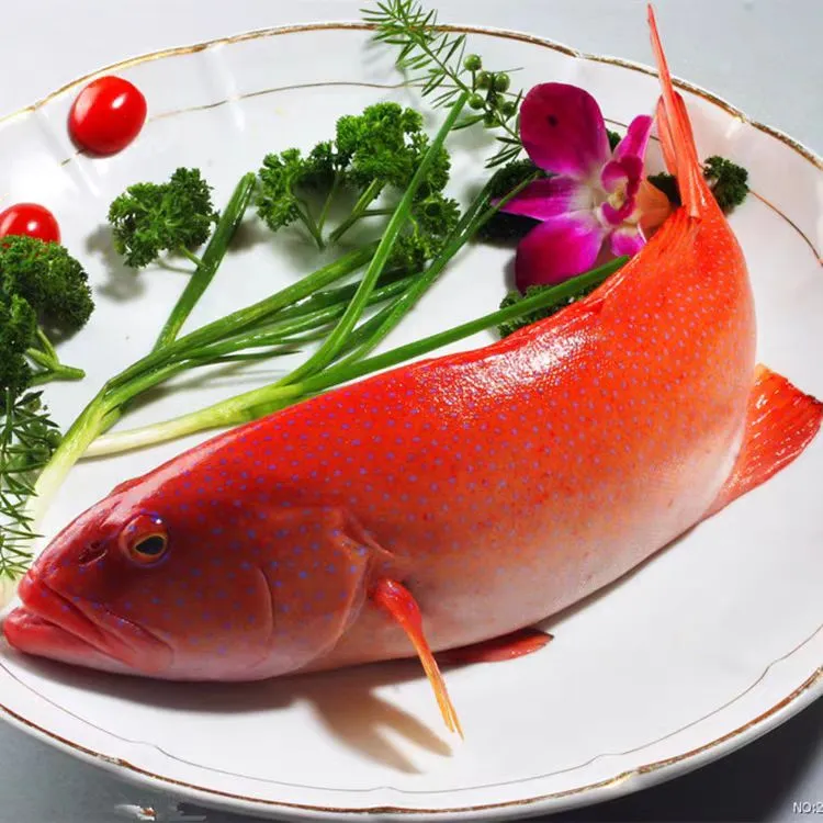 福建东山岛燕星斑燕尾斑燕尾东星斑深海野生海捕新鲜活冻海鱼顺丰