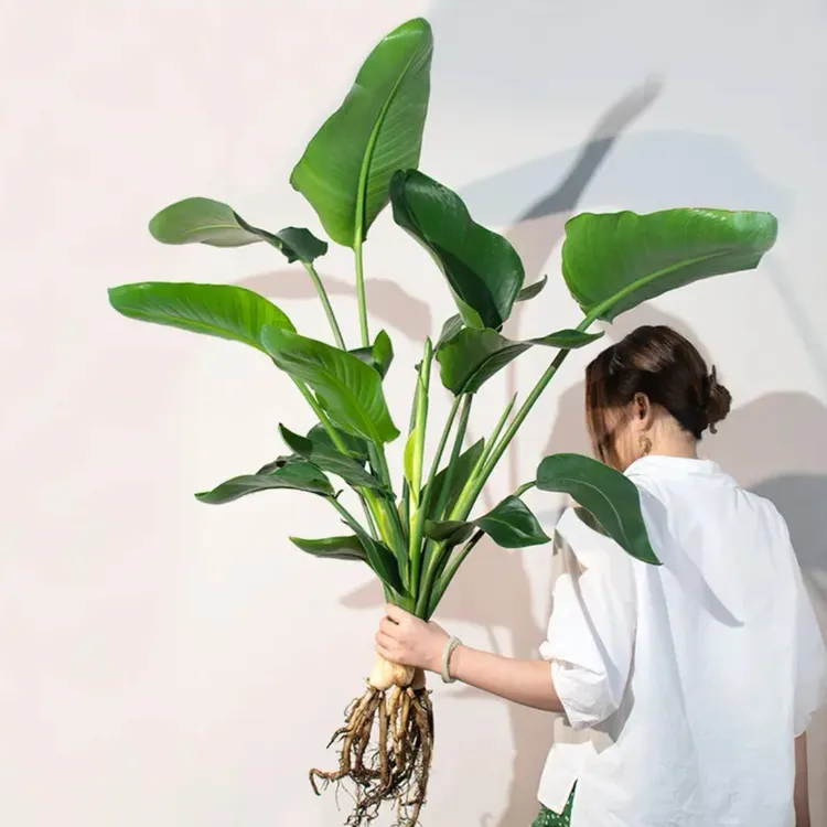 水培天堂鸟植物网红绿植室内盆栽四季常青鹤望兰办公室四季好养