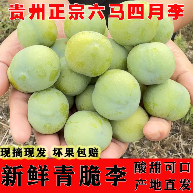 贵州李子脱骨李青脆李冰脆李四月李新鲜水果5斤包邮