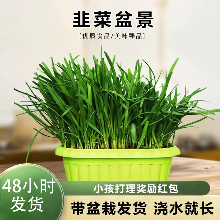 韭菜水培采摘盆景培养小朋友动手能力拍摄种植过程可以得到奖励
