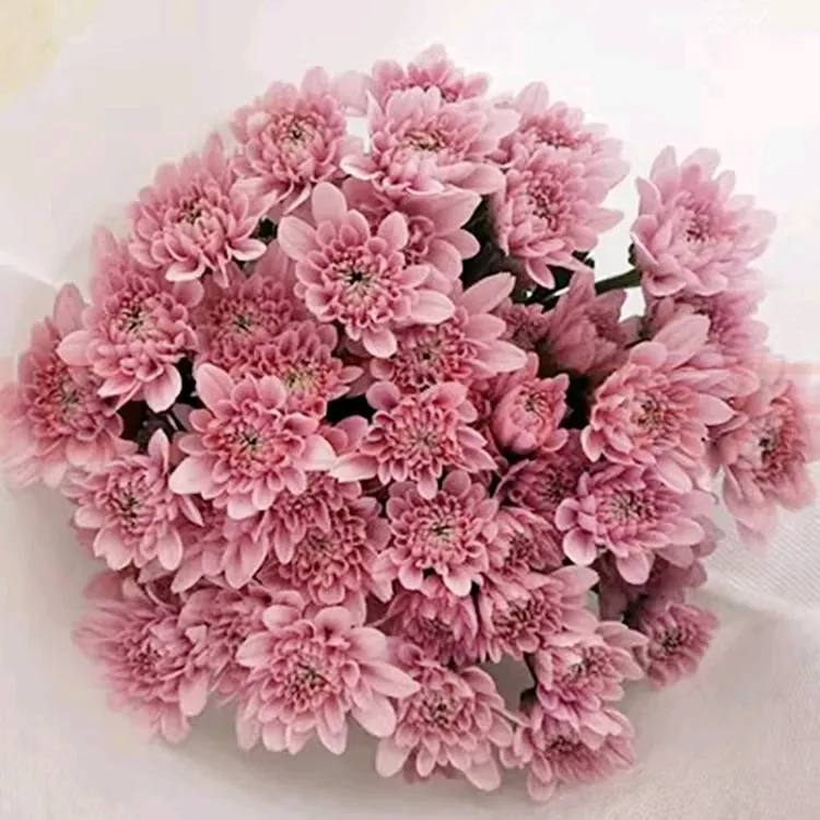 云南基地直发小雏菊鲜花多头花期长家用送人婚礼速递