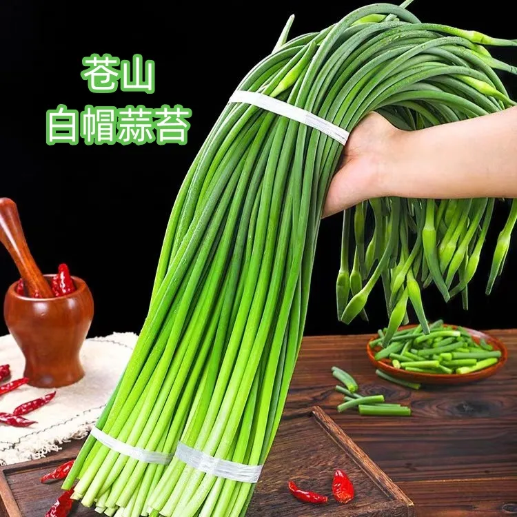 新鲜白帽蒜苔苍山大田苔山东特产脆嫩大青苔农家自种兰陵农家蒜薹