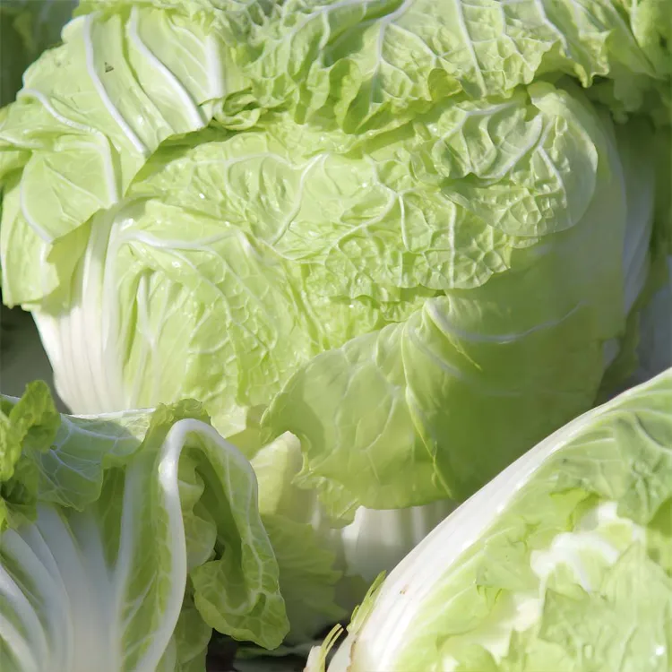 霜冻自产自销新鲜时令蔬菜脆嫩鸡腿大白菜农民自种植现拔现发5斤