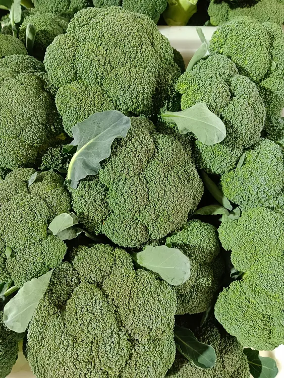 【顺丰冷链】新鲜云南高山西兰花现摘现发爆炒火锅煮
